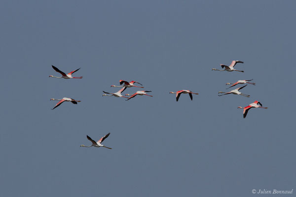 Flamant rose – Phoenicopterus roseus Pallas, 1811, (Ria Formosa (Faro), (Algarve), Portugal, le 01/09/2018)