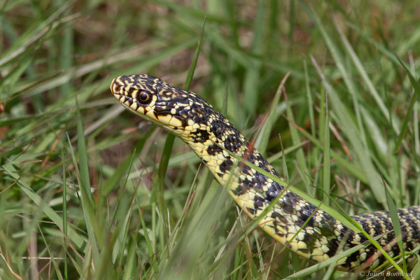 Couleuvre verte et jaune — Hierophis viridiflavus (Lacepède, 1789), (adulte), (Aignan (32), France, le 16/05/2025)