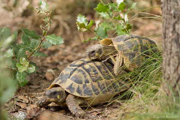 Tortue d'Hermann — Testudo hermanni (Gmelin, 1789), (Moltifao (2B), France, le 10/09/2019)