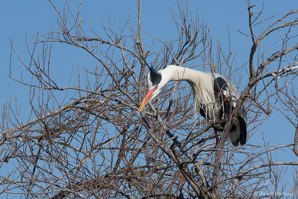 Héron cendré — Ardea cinerea Linnaeus, 1758, (Parc ornithologique de Pont de Gau (13), France, le 20/02/2020)