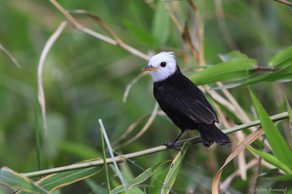Moucherolle à tête blanche — Arundinicola leucocephala (Linnaeus, 1764)