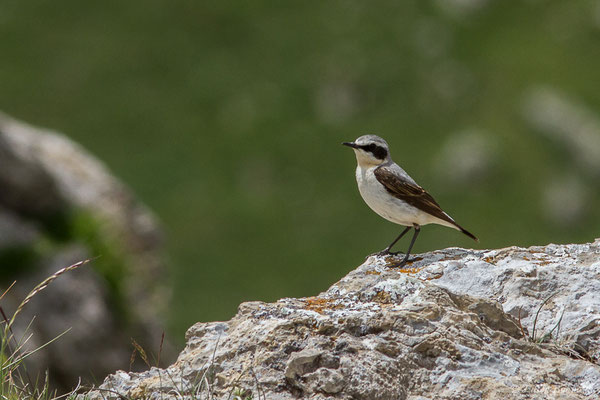 Traquet motteux — Oenanthe oenanthe (Linnaeus, 1758), (mâle adulte) (Col du Pourtalet, Laruns (64), France, le 22/06/2019)