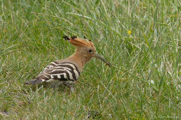 Huppe fasciée — Upupa epops Linnaeus, 1758, (Braud-et-Saint-Louis (33), France, le 09/05/2019)