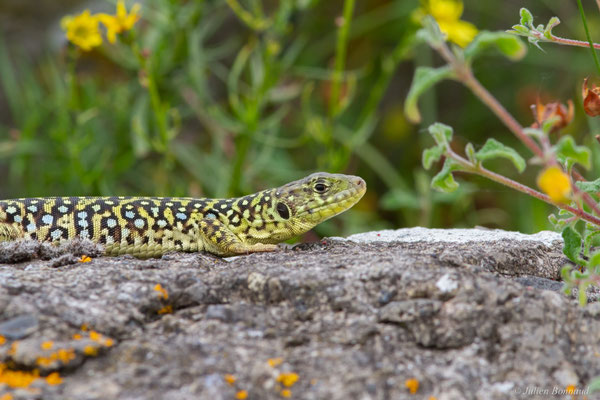 Lézard ocellé — Timon lepidus (Daudin, 1802)