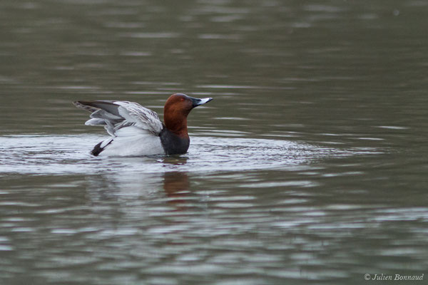 Fuligule milouin – Aythya ferina (Linnaeus, 1758), (mâle en plumage nuptial) (Saligue d'Artix (64), France, le 29/12/2018)