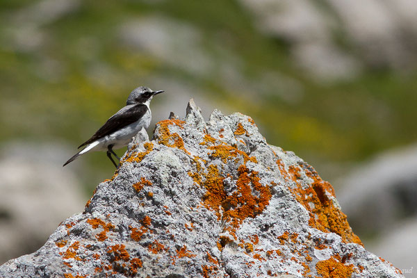 Traquet motteux — Oenanthe oenanthe (Linnaeus, 1758), (mâle adulte) (Col du Pourtalet, Laruns (64), France, le 06/07/2019)