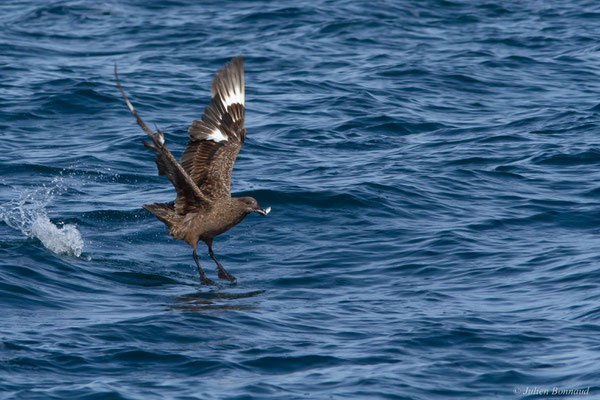 Grand Labbe — Stercorarius skua (Brünnich, 1764), (Saint-Jean-de-Luz (64), France, le 17/10/2020)