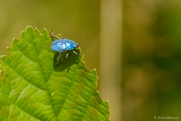 Hoplie bleue (Hoplia coerulea) (Arbus (64), France, le 26/06/2019)