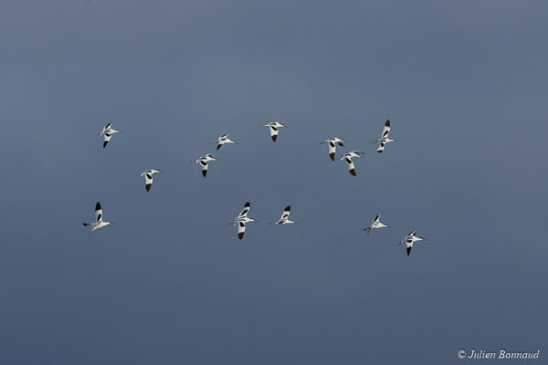 Avocette élégante — Recurvirostra avosetta Linnaeus, 1758, (réserve ornithologique du Teich (33), France, le 24/01/2018)