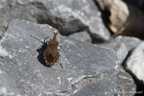 Corée marginée — Coreus marginatus (Linnaeus, 1758), (Cette-Eygun (64), France, le 24/04/2021)