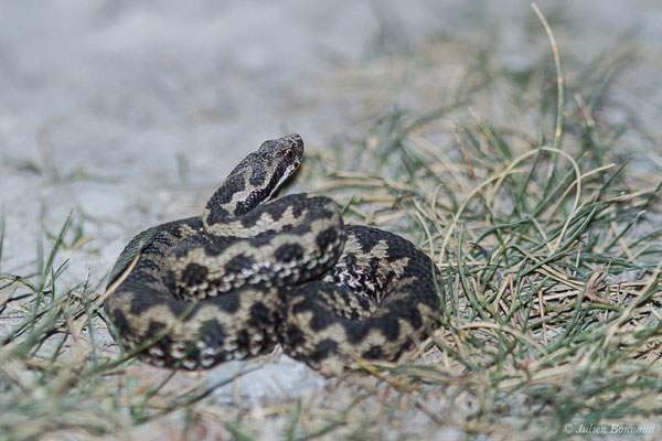 Vipère aspic – Vipera aspis (Linnaeus, 1758), (Station de ski de Gourette, Eaux-Bonnes, France, 14/09/2020)