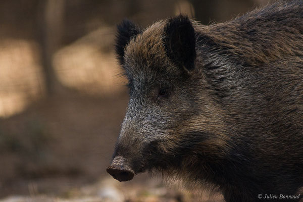 Sanglier — Sus scrofa Linnaeus, 1758, (Parc faunistique Lacuniacha, Huesca, Espagne, le 09/02/2020)