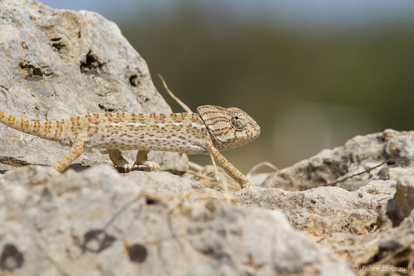 Caméléon commun — Chamaeleo chamaeleon (Linnaeus, 1758)
