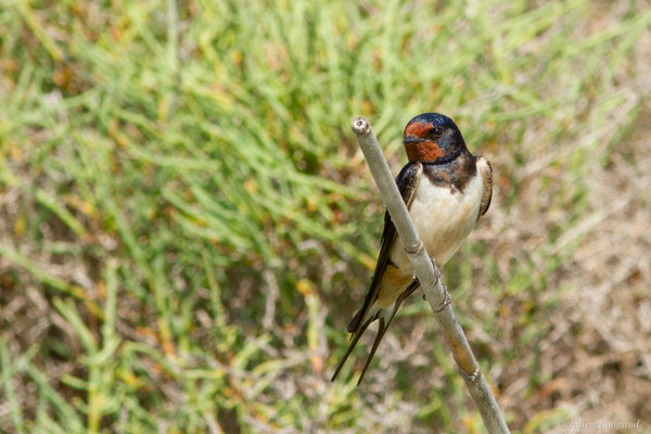 Hirondelle rustique — Hirundo rustica Linnaeus, 1758