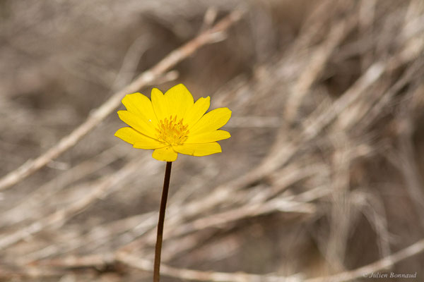 Anémone palmée — Anemone palmata L., 1753