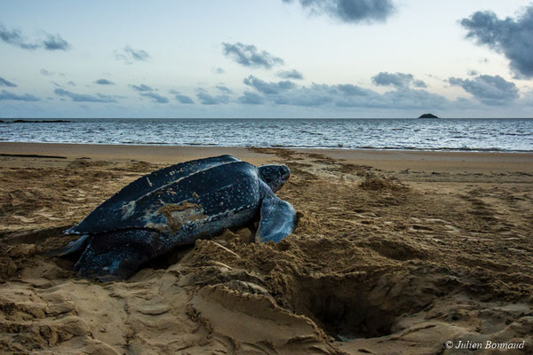 Tortue luth — Dermochelys coriacea (Vandelli, 1761), (Plage des Salines, Remire-Montjoly, Guyane, le 20/05/2017) 