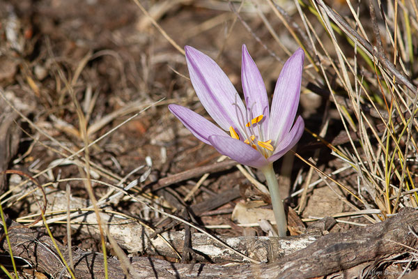  Colchicum lusitanicum Brot.