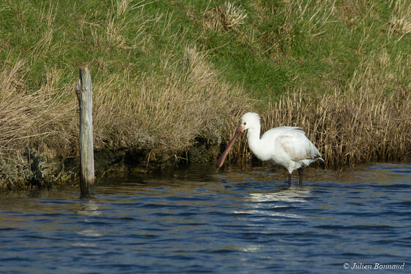 Spatule blanche — Platalea leucorodia Linnaeus, 1758, (juvénile) (marais de Séné (56), France, le 05/02/2018)