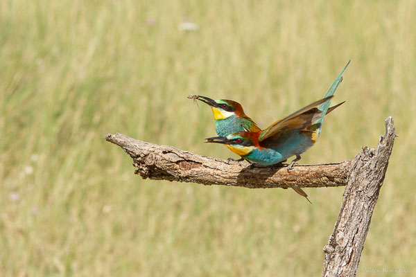 Guêpier d'Europe — Merops apiaster Linnaeus, 1758, (Pitillas (Navarre), Espagne, le 15/07/2023)