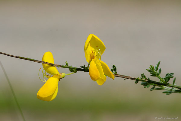 Genêt à balais — Cytisus scoparius (L.) Link, 1822