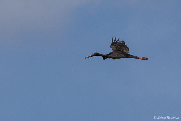 Cigogne noire — Ciconia nigra (Linnaeus, 1758), (Parc National de Monfragüe (Estrémadure), Espagne, le 12/08/2020)