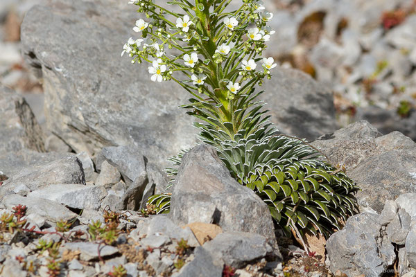 Saxifrage à longues feuilles – Saxifraga longifolia Lapeyr., 1801, (Etsaut (64), France, le 18/05/2022)