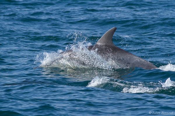 Grand dauphin commun ou Grand Dauphin – Tursiops truncatus (Montagu, 1821), (Saint-Jean-de-Luz (64), France, le 20/04/2019)