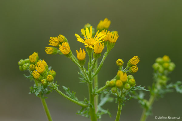 Herbe de saint Jacques — Jacobaea vulgaris Gaertn., 1791
