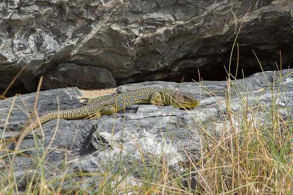 Lézard ocellé — Timon lepidus (Daudin, 1802), (mâle adulte) (Tarnos (64), France, le 13/03/2020)