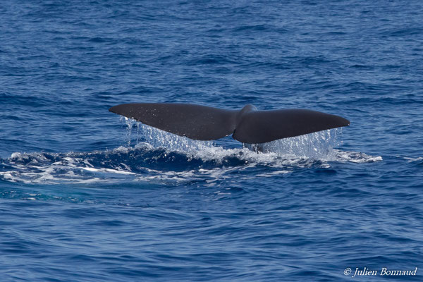 Grand cachalot (Physeter macrocephalus) (au large de Deshaies, Basse-Terre le 22/05/2016)