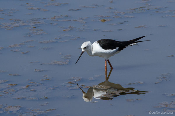 Échasse blanche — Himantopus himantopus (Linnaeus, 1758), (adulte) (Marais de l'Odiel, Palos de la Frontera (Andalousie), le 07/08/2020)