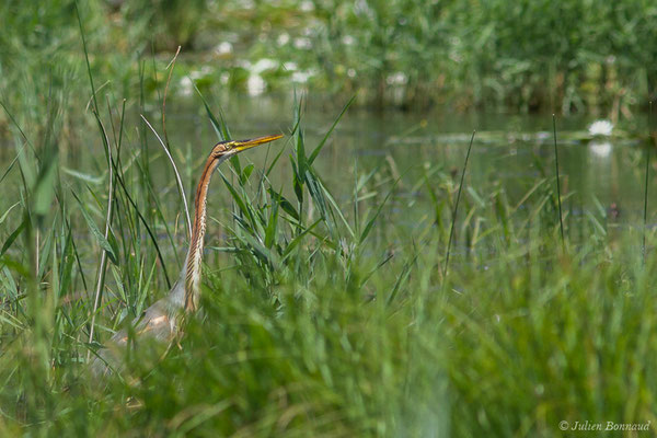 Héron pourpré — Ardea purpurea Linnaeus, 1766, (Mézières-en-Brenne (36), France, le 13/06/2021)