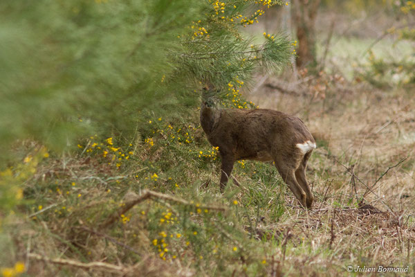 Chevreuil européen – Capreolus capreolus (Linnaeus, 1758), (Campet-et-Lamolère (40), France, le 14/03/2018)