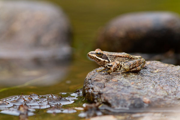 Grenouille Ibérique — Rana iberica Boulenger, 1879, (Parc naturel du lac de Sanabria (Zamora), Espagne, le 06/07/2022)