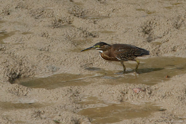 Héron strié — Butorides striata (Linnaeus, 1758), (adulte), (Vieux port de Cayenne, Guyane, le 14/07/2017)