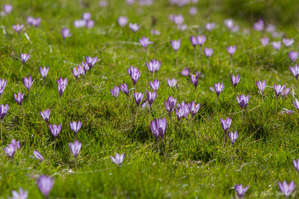 Crocus à fleurs nues — Crocus nudiflorus Sm., 1798