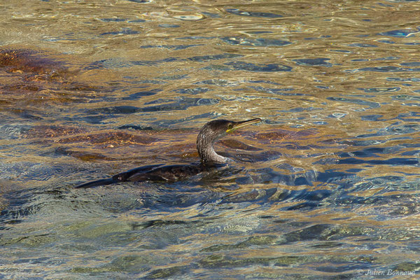 Cormoran huppé — Phalacrocorax aristotelis (Linnaeus, 1761), (Campomoro (2A), France, le 04/09/2019)