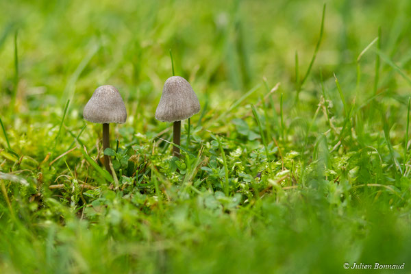 Mycène cespiteuse, Mycène à odeur d'alcali — Mycena stipata Maas Geest. & Schwöbel, 1987, (Ger (64), France, le 20/10/2017)