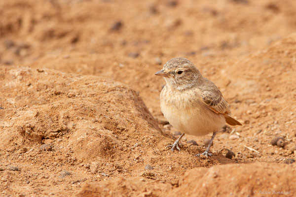 Ammomane élégante — Ammomanes cinctura (Gould, 1839), (Parc national d'Iriqui (Souss-Massa-Draâ, Guelmim-Es Semara), Maroc, le 12/02/2023)