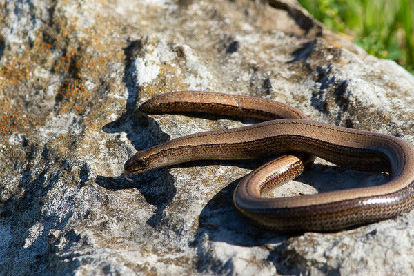 Orvet fragile — Anguis fragilis (Linnaeus, 1758)
