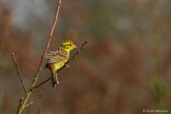 Bruant jaune — Emberiza citrinella Linnaeus, 1758, (Malguénac (56), France, le 20/02/2017)