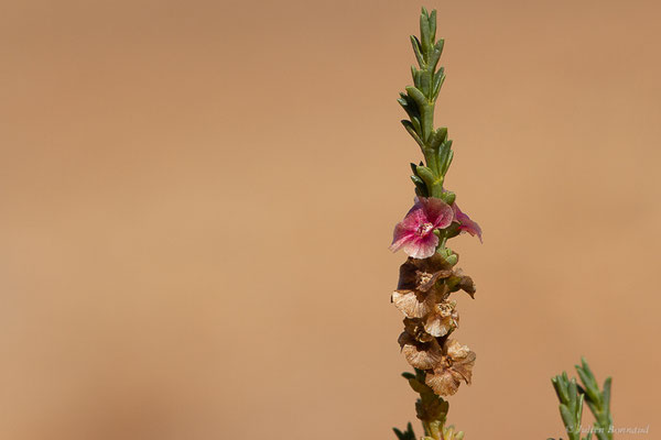 Soude à feuilles opposées — Salsola oppositifolia Desf., (Tafedna, (Marrakech-Tensift-Al Haouz), Maroc, le 25/01/2023)