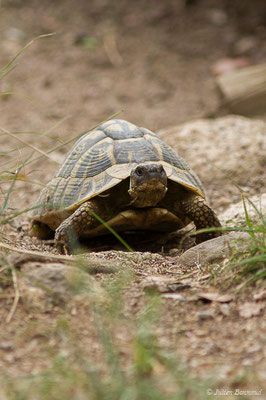 Tortue d'Hermann — Testudo hermanni (Gmelin, 1789), (Moltifao (2B), France, le 10/09/2019)