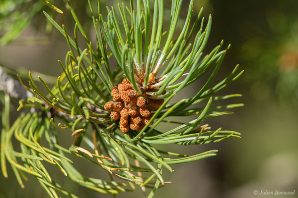 Pin à crochets — Pinus mugo subsp. uncinata (Ramond ex DC.) Domin, 1936, (Station de ski de Gourette, Eaux-Bonnes (64), France, le 11/08/2021)