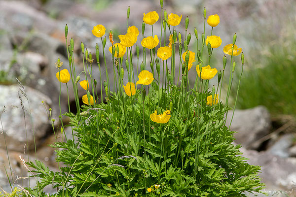 Pavot du Pays de Galles — Papaver cambricum L., 1753, (lac d'Ayous, Laruns (64), France, le 13/07/2019)