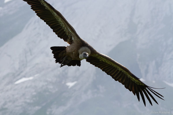 Vautour fauve — Gyps fulvus (Hablizl, 1783), (station de ski de Gourette, Eaux-Bonnes (64), France, le 27/05/2022)