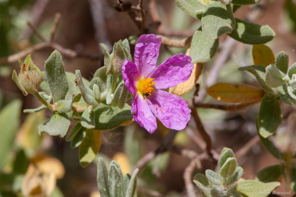Ciste cotonneux — Cistus albidus L., 1753