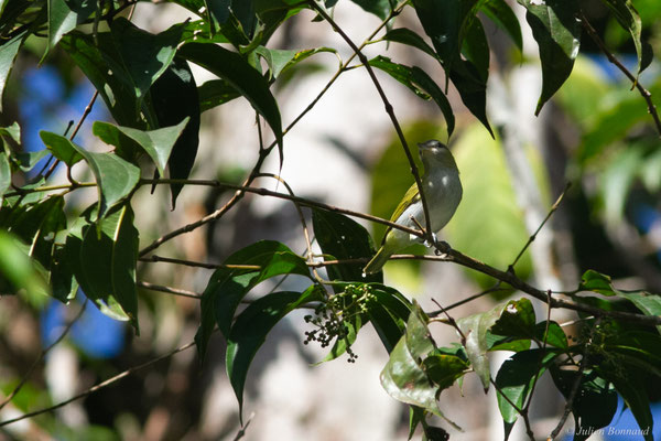 Viréo aux yeux rouges — Vireo olivaceus (Linnaeus, 1766)