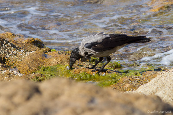 Corneille mantelée — Corvus cornix Linnaeus, 1758, (L'Île-Rousse (2B), France, le 13/09/2019)