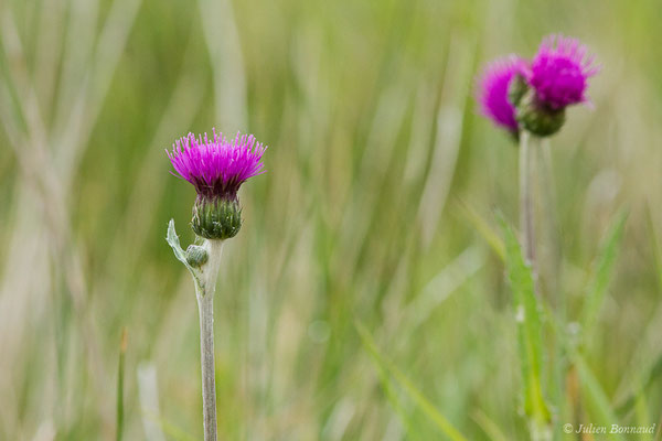 Cirse des prairies — Cirsium dissectum (L.) Hill, 1768, (Braud-et-Saint-Louis (33), France, le 09/05/2019)